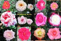 Manufacturers Exporters and Wholesale Suppliers of Rose Plants Kolkata West Bengal